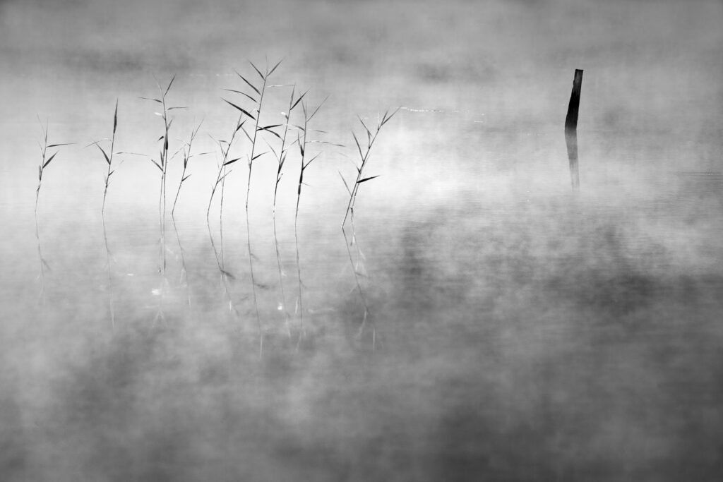 Alicja_Przybyszowska_Water_grasses